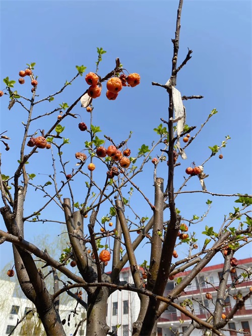 山東煤炭技師學院：春暖花開美校園，不忘初心育新人