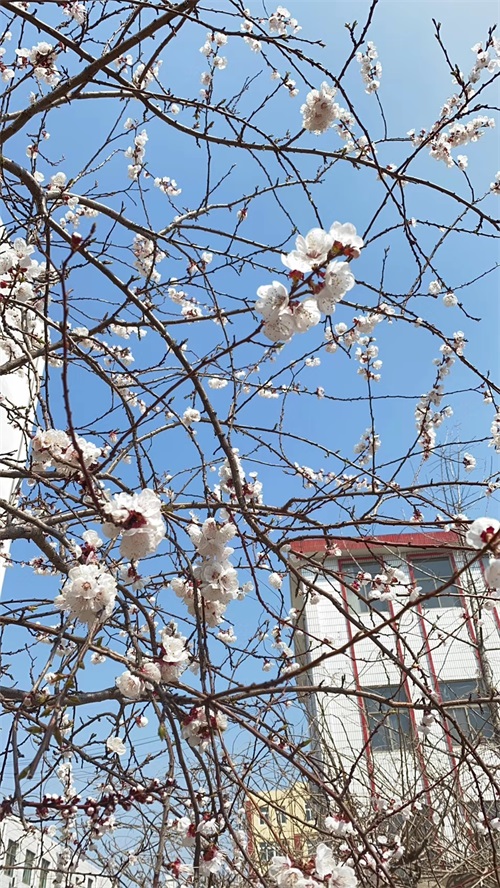 山東煤炭技師學院：春暖花開美校園，不忘初心育新人