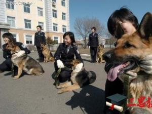 警犬技術(shù)專業(yè)怎么樣 就業(yè)前景好不好(10條）